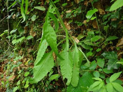 Tephroseris longifolia, photographed by Christian Berg