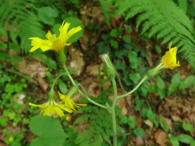 Hieracium transylvanicum, photographed by Christian Berg