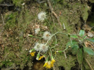 Hieracium transylvanicum, photographed by Christian Berg