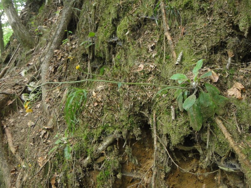 Hieracium transylvanicum, photographed by Christian Berg