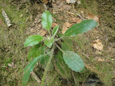 Hieracium transylvanicum, photographed by Christian Berg