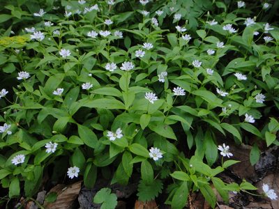 Pseudostellaria europaea, photographed by Christian Berg