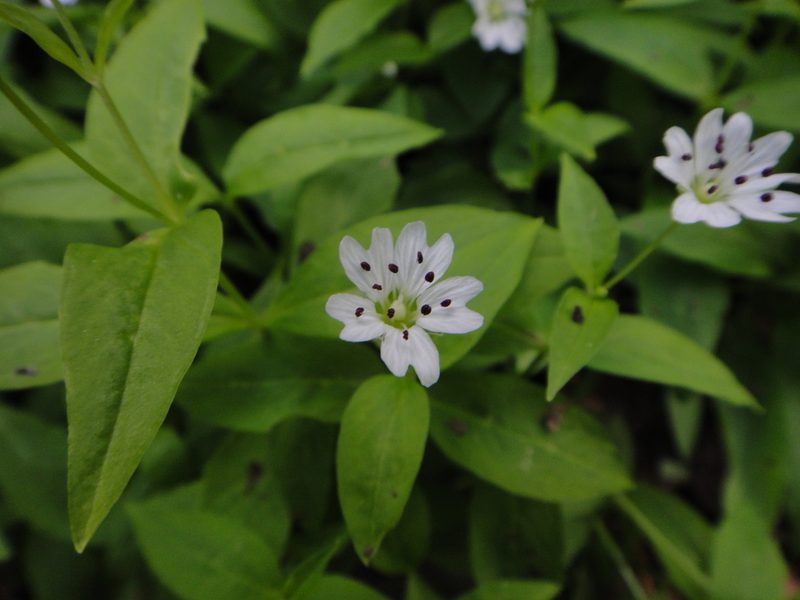 Pseudostellaria europaea, photographed by Christian Berg