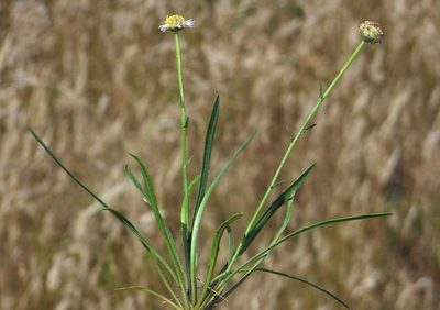 Calotis scapigera, photographed by Russell Best