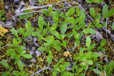Salix myrtillifolia, photographed by Syd Cannings