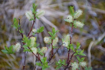 Salix myrtillifolia, photographed by Syd Cannings