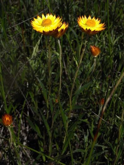 Xerochrysum palustre, photographed by Russell Best