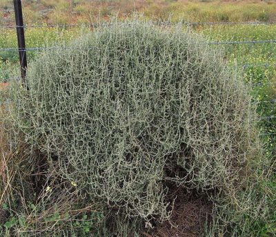 Sclerolaena muricata, photographed by Russell Best