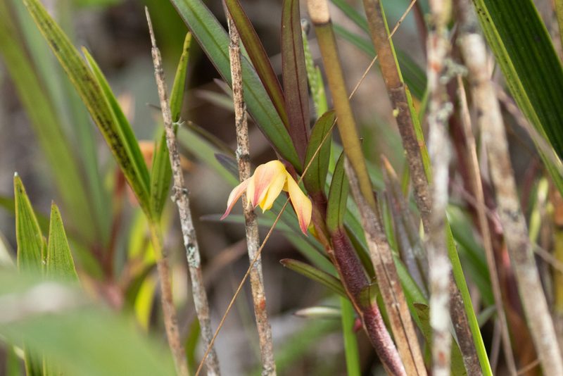 Maxillaria meridensis, photographed by Thibaud Aronson