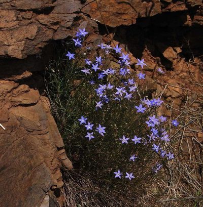 Wahlenbergia capillaris, photographed by Russell Best