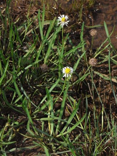 Calotis scapigera, photographed by Russell Best