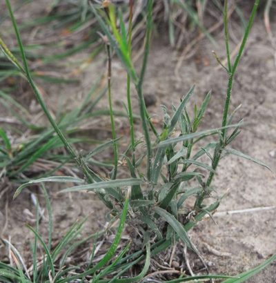 Wahlenbergia capillaris, photographed by Russell Best