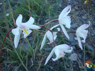 Laelia albida, photographed by Eugenio Padilla