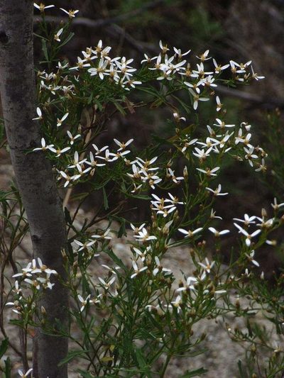 Olearia decurrens, photographed by Russell Best