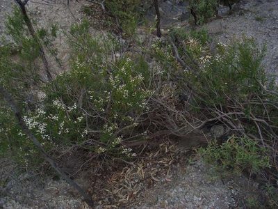 Olearia decurrens, photographed by Russell Best