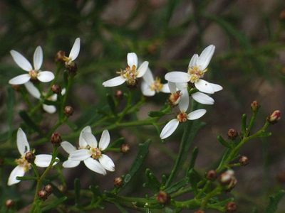 Olearia decurrens, photographed by Russell Best