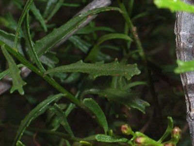 Olearia decurrens, photographed by Russell Best