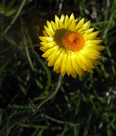 Xerochrysum palustre, photographed by Russell Best