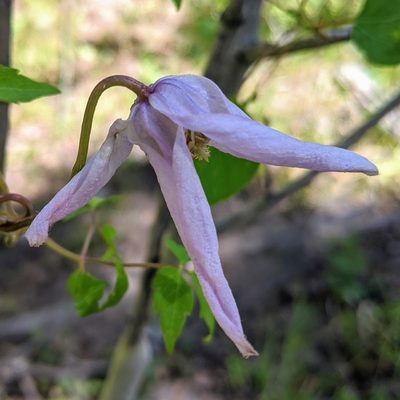 Clematis columbiana, photographed by Oakie McDoakie