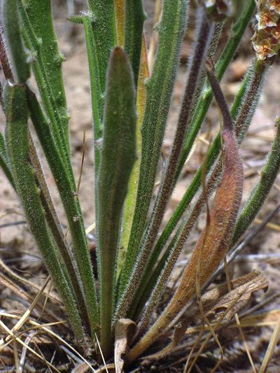Plantago gaudichaudii, photographed by Russell Best