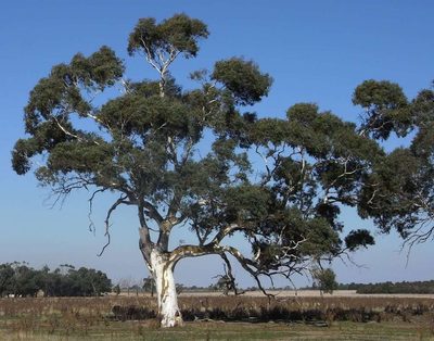 Eucalyptus rubida, photographed by Russell Best