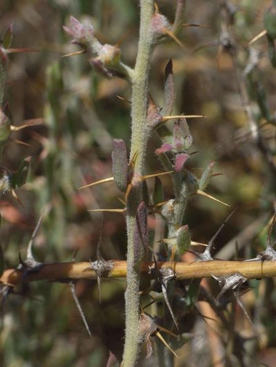 Sclerolaena muricata, photographed by Russell Best