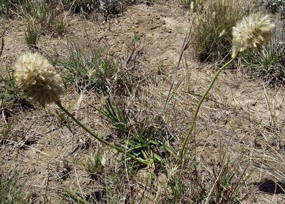 Ptilotus macrocephalus, photographed by Russell Best