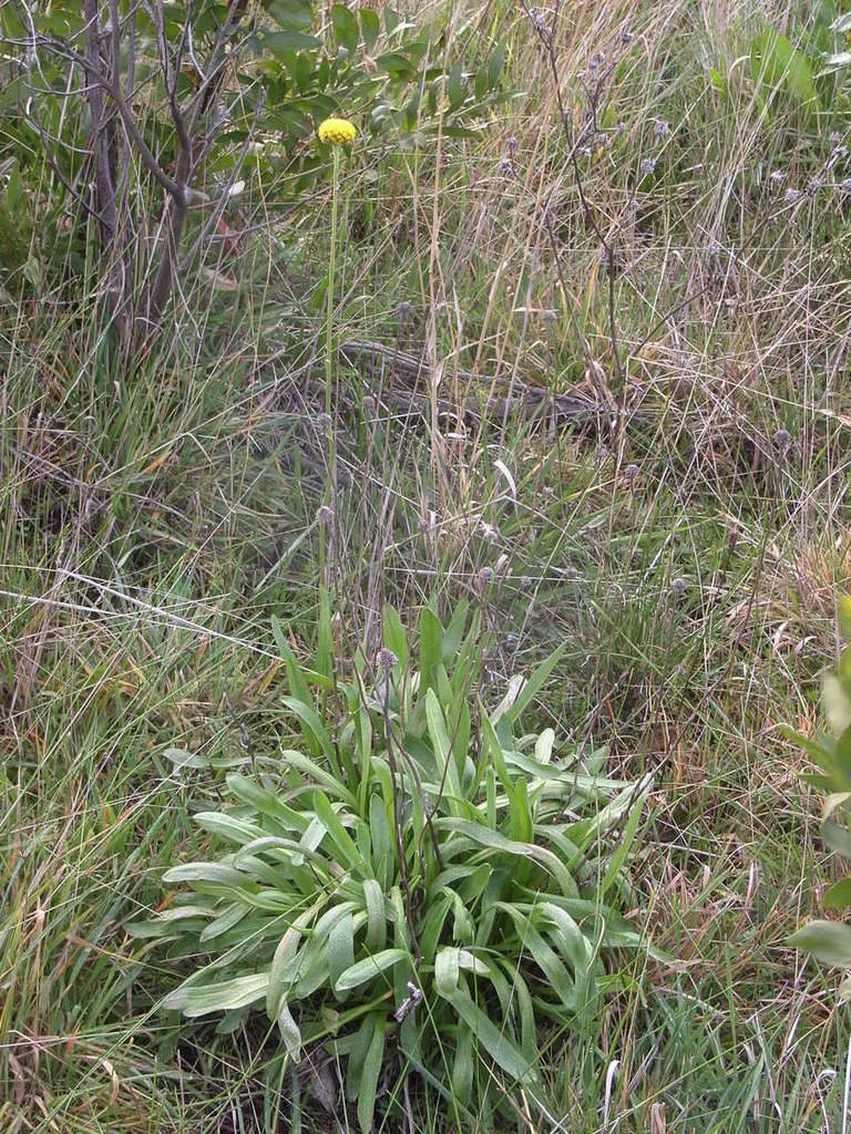 Craspedia paludicola, photographed by Russell Best