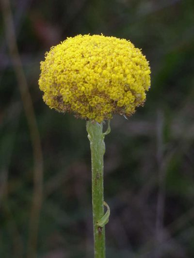 Craspedia paludicola, photographed by Russell Best