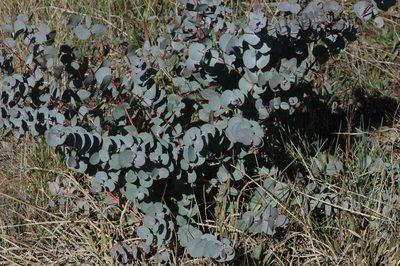 Eucalyptus rubida, photographed by Russell Best