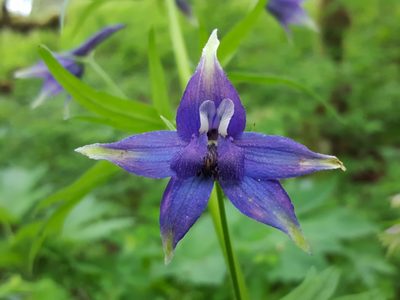 Delphinium trolliifolium, photographed by Alex Abair