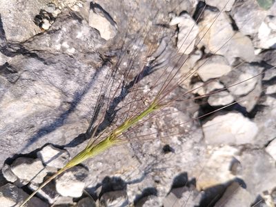 Aegilops triuncialis, photographed by Yves Bas