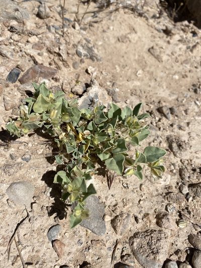 Acleisanthes nevadensis, photographed by Matt Berger