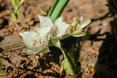 Calochortus westonii, photographed by paulexcoff