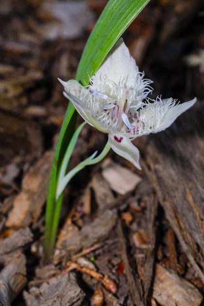 Calochortus westonii, photographed by paulexcoff