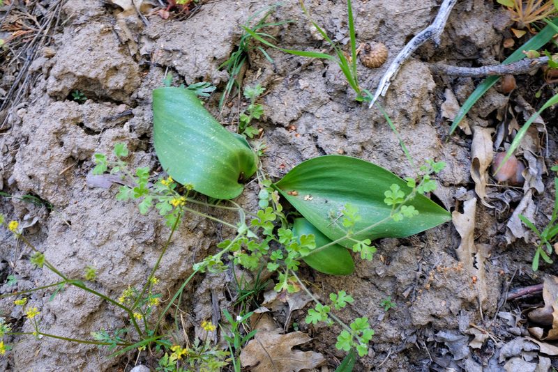 Fritillaria brandegeei, photographed by paulexcoff