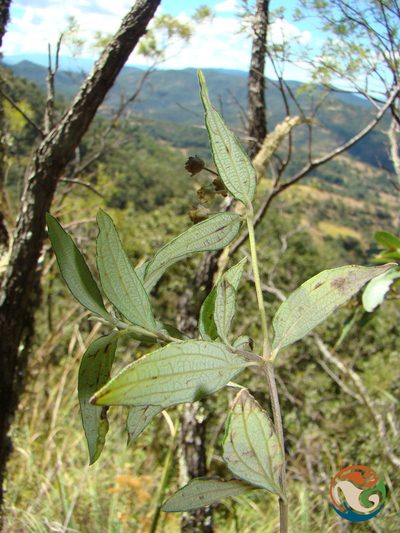 Perymenium discolor, photographed by Eugenio Padilla