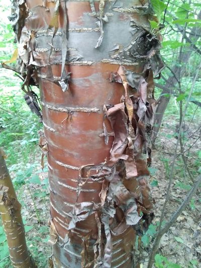Prunus maackii, photographed by Елена Кизилова