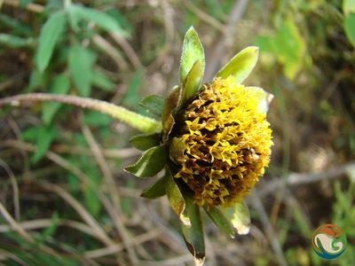 Viguiera excelsa, photographed by Eugenio Padilla