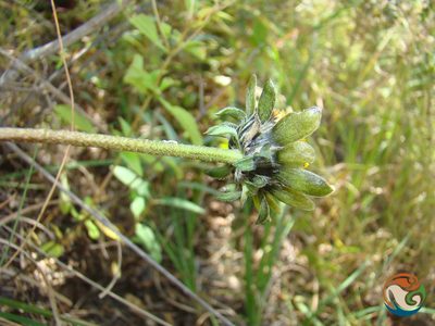 Viguiera excelsa, photographed by Eugenio Padilla