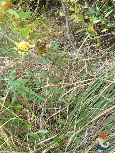 Viguiera excelsa, photographed by Eugenio Padilla