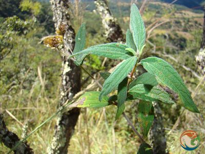 Perymenium discolor, photographed by Eugenio Padilla