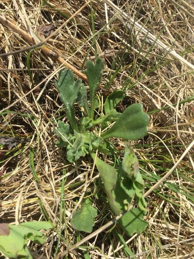 Arctanthemum arcticum, photographed by Matt Bowser