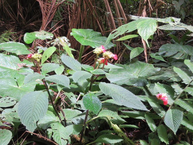 Gasteranthus quitensis, photographed by Jens-Christian Svenning