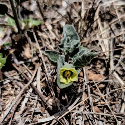 Physalis cinerascens, photographed by Juan Carlos Fonseca Mata