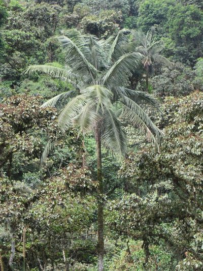 Ceroxylon echinulatum, photographed by Jens-Christian Svenning