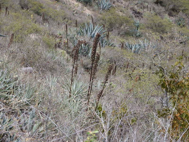Puya aequatorialis, photographed by Jens-Christian Svenning