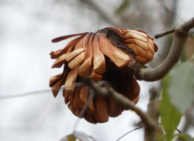 Swietenia humilis, photographed by Francisco Farriols Sarabia