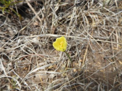 Habranthus longifolius, photographed by Leticia Jiménez Hernández