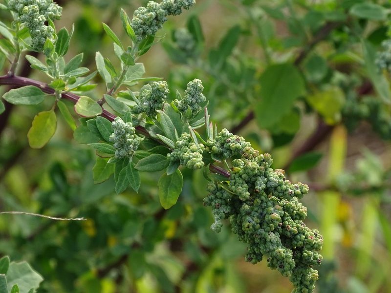 Chenopodium mucronatum, photographed by Shaun Swanepoel